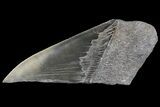Partial Fossil Megalodon Tooth - Serrated Blade #89454-1